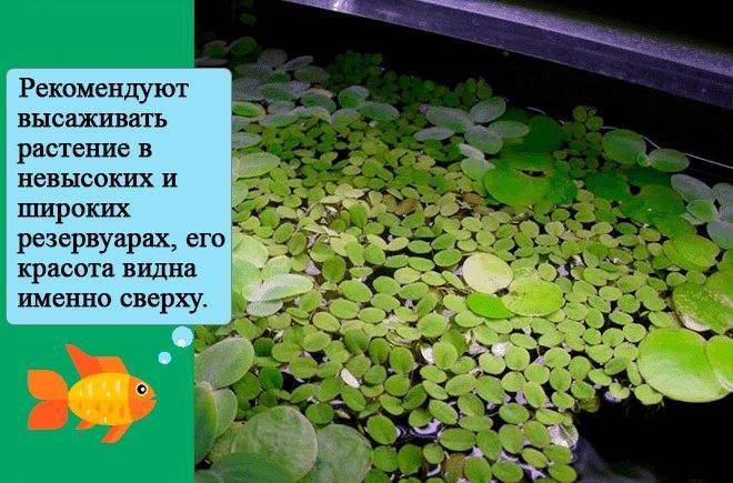 "Автономный" аквариум в индийском аэропорту Дели!
