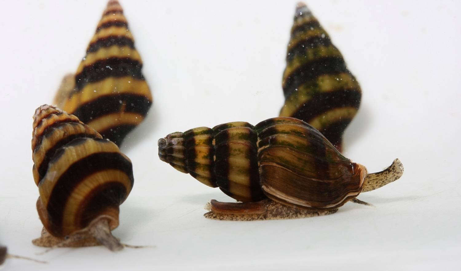 Шип дьявола