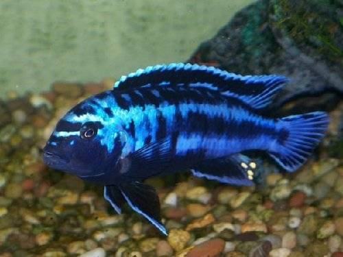 Рыбка циклида меланохромис майнгано (melanochromis maingano)