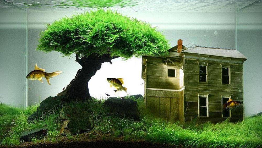 Лечение манки (ихтиофтириоз, белые точки, ихтик) у аквариумных рыбок в общем аквариуме, симптомы, лекарство