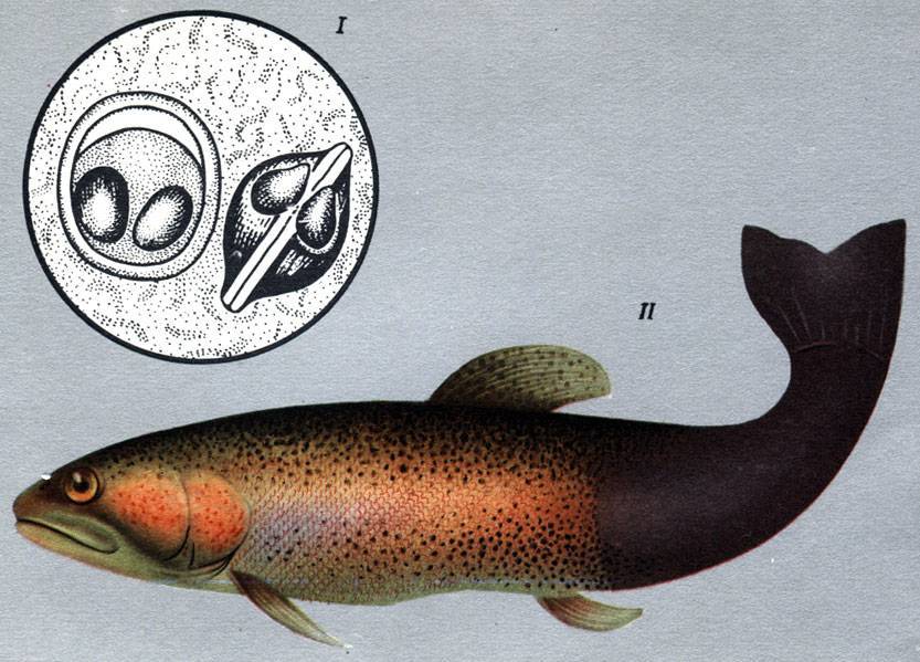 Асфиксия рыбок