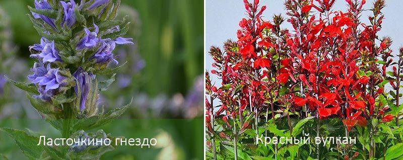 Гетерорабдус