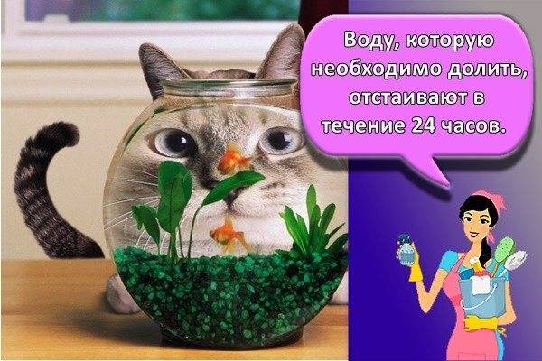 Подмена воды в травнике