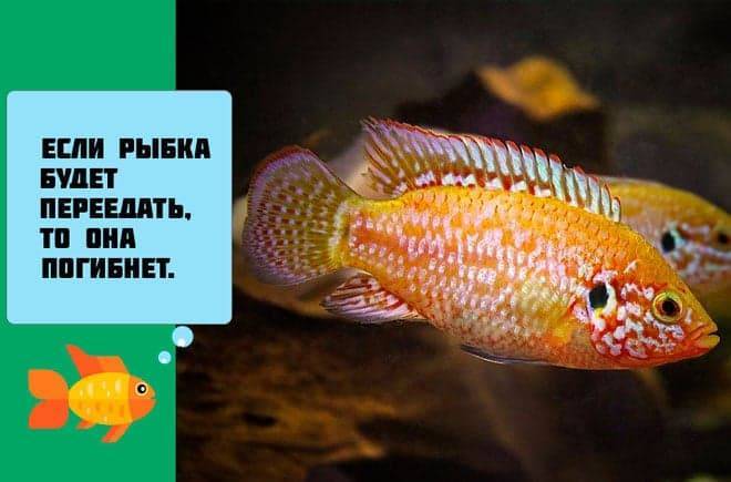 Хромис красавец