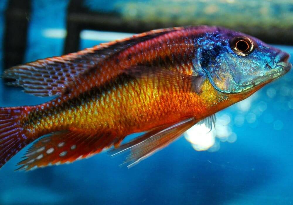 Хаплохромис найерери (haplochromis nyererei) » домашний аквариум