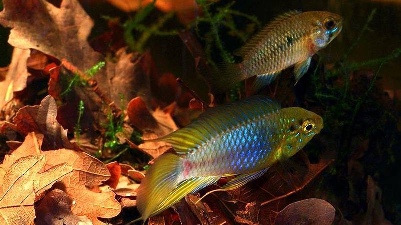 Аппистограмма Борелли