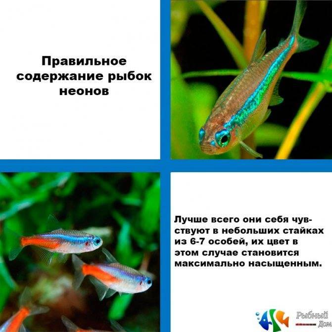 Неоны обзорная статья