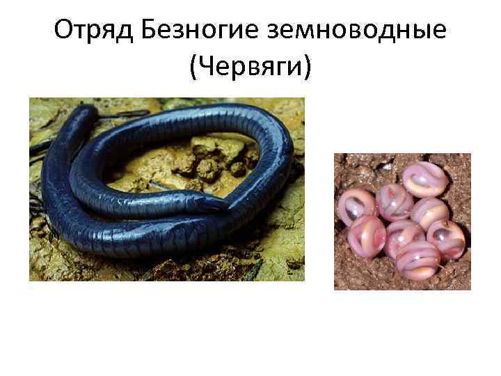 Размножение и развитие животных стр. 100 - 105. окружающий мир 3 класс 1 часть