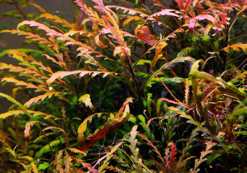 Гигрофила пиннатифида (hygrophila pinnatifida), как ухаживать, внешний вид, размножение