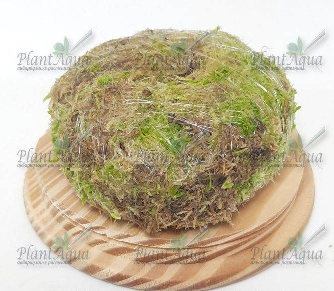 Вабикуса, как произведение искусства!