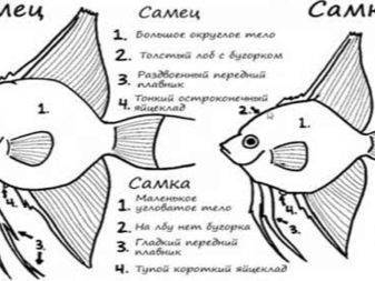 Скалярии