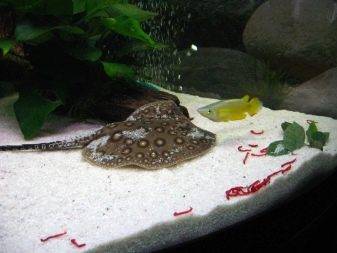 Скат моторо
