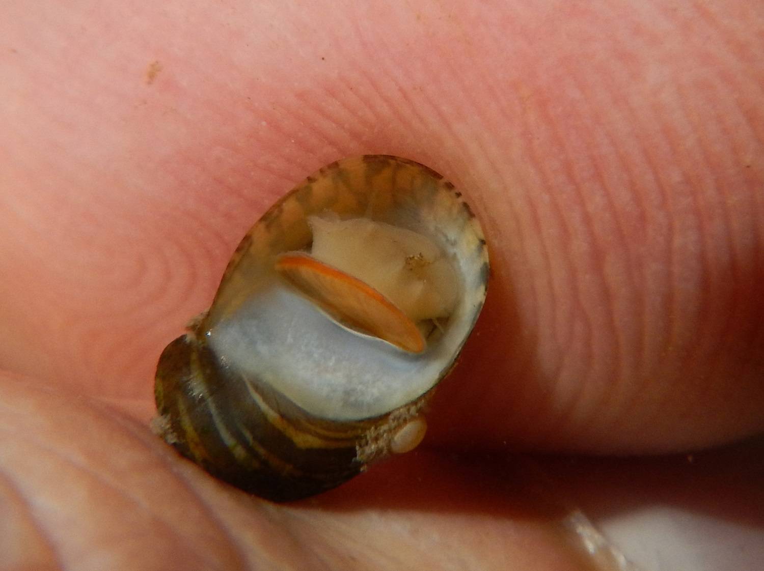 Теодоксусы - панацея от водорослей в аквариуме!