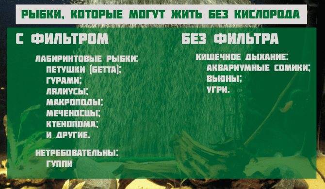 Какие аквариумные рыбки живут без кислорода и воздуха