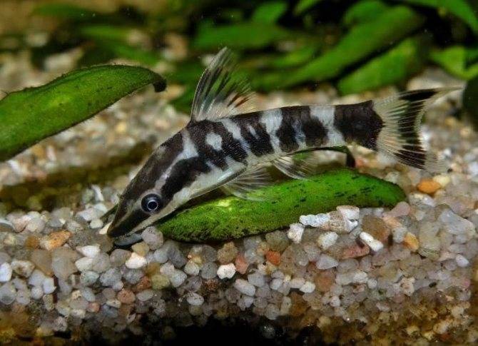 Отоцинклюс аффинис (otocinclus affinis)
