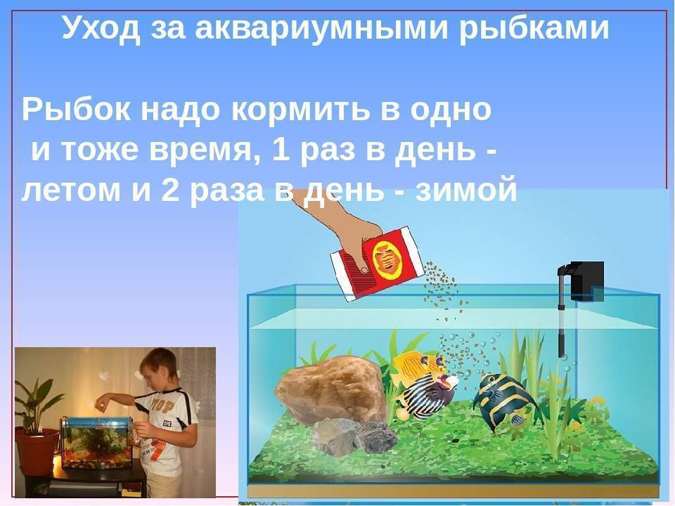 Полезная информация: как сделать воду в аквариуме кристальной и чистой