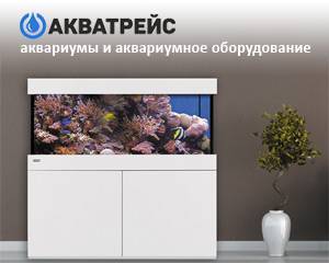 Ципринелла или нотропис красный бриллиант