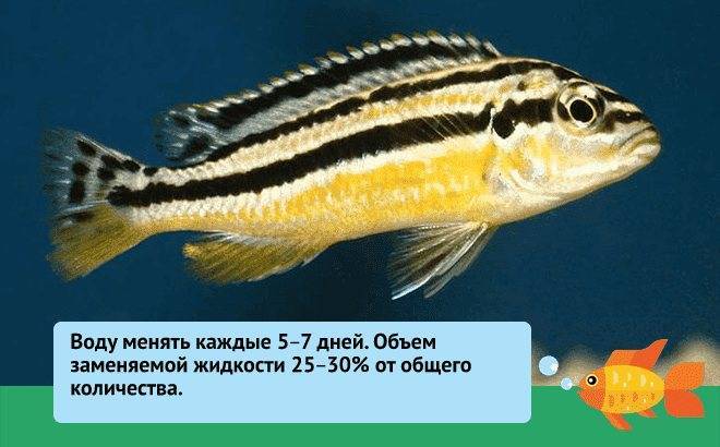 Цихлазома бриллиантовая