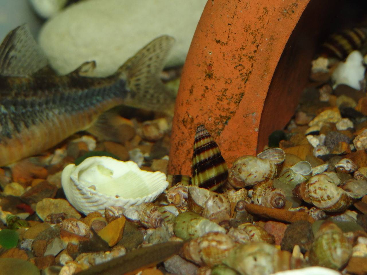 Шип дьявола