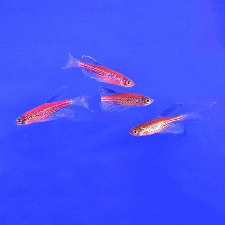 Данио рерио альбинос (danio rerio)