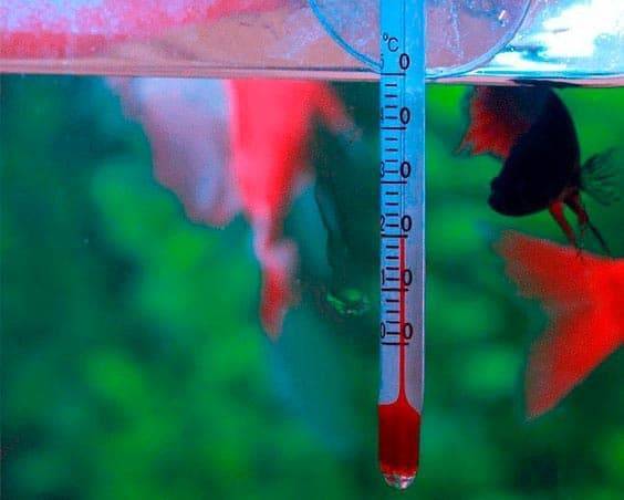 Температура воды для аквариумных рыбок