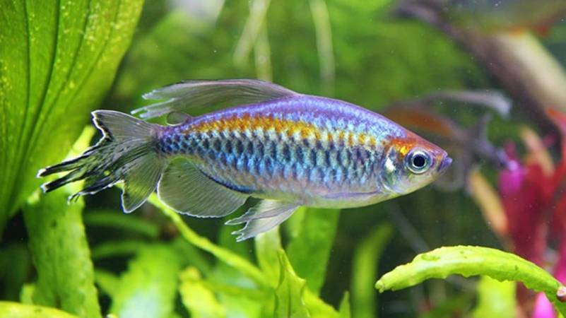 Конго рыбка