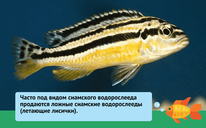 Отоцинклюс сомик