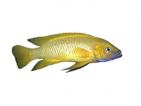 Лампрологус апельсиновый (Neolamprologus leleupi)