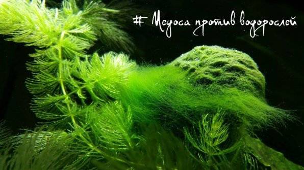 Медоса против водорослей - дешево и сердито!