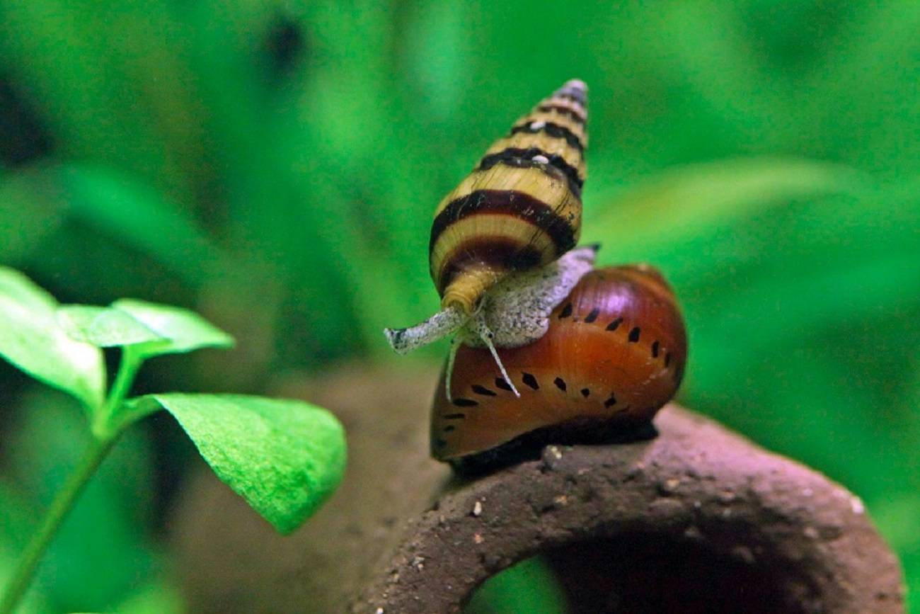 Шип дьявола