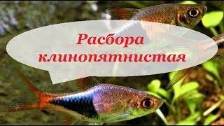 Расбора гетероморфа
