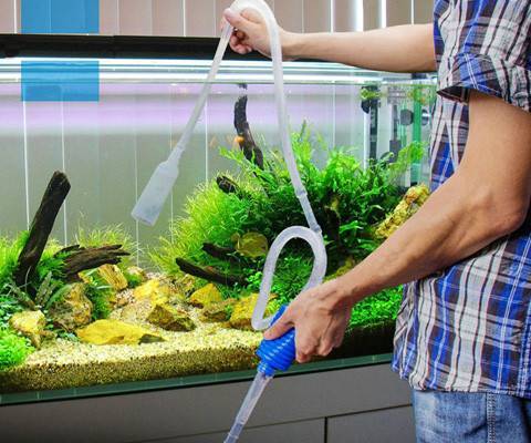 Водоросли в аквариуме: знай врага в лицо!