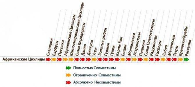 Цихлазома сизая или спилурум