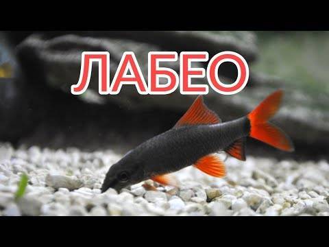 Лабео белый альбинос