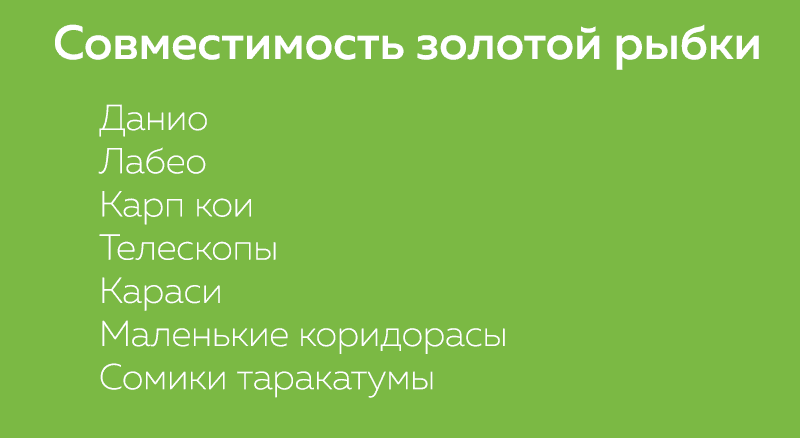 Золотые рыбки семейство