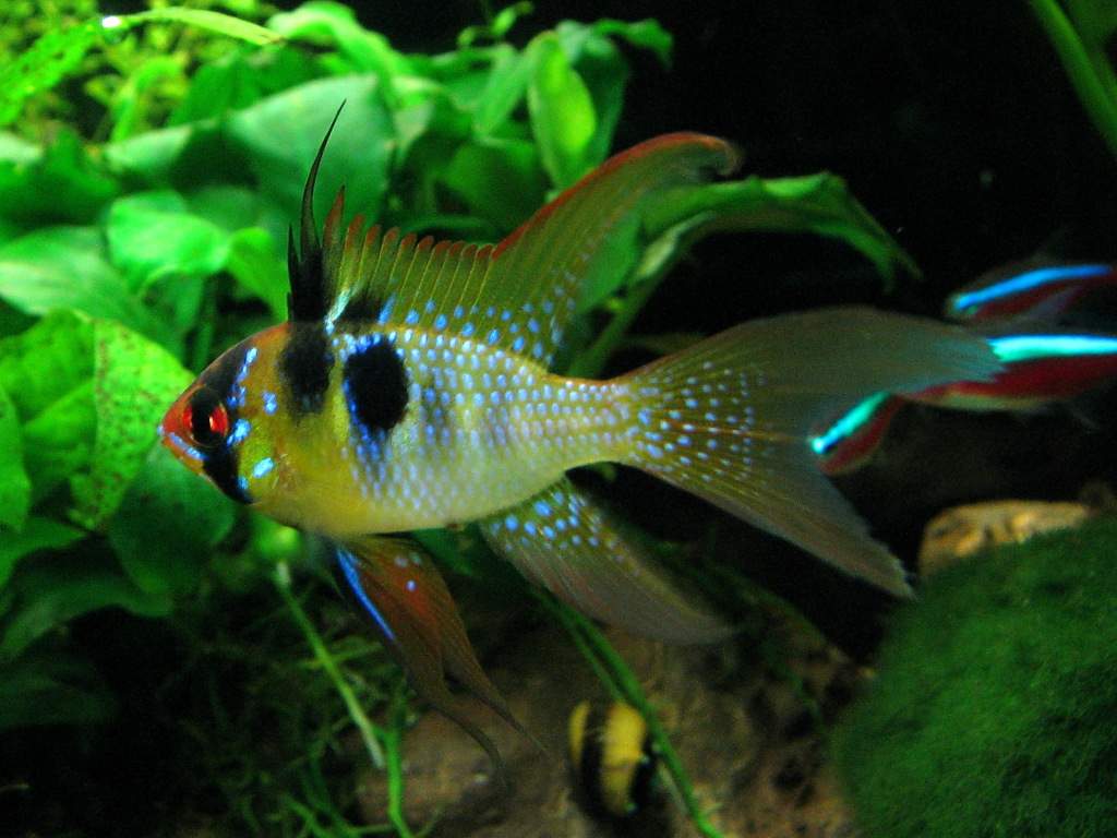 Аппистограмма Борелли