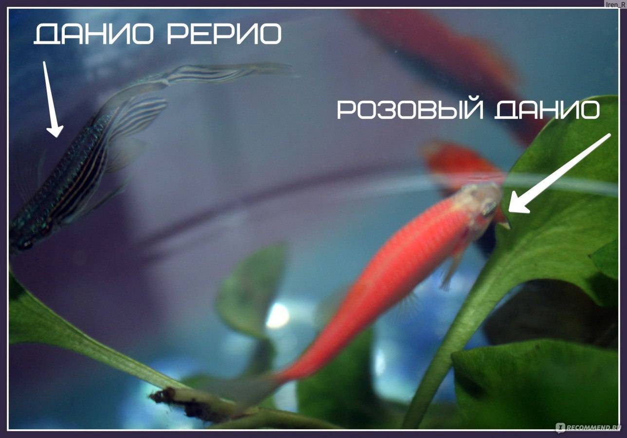 Рыбка данио: уход и содержание, виды и с кем уживаются - ribulki.ru