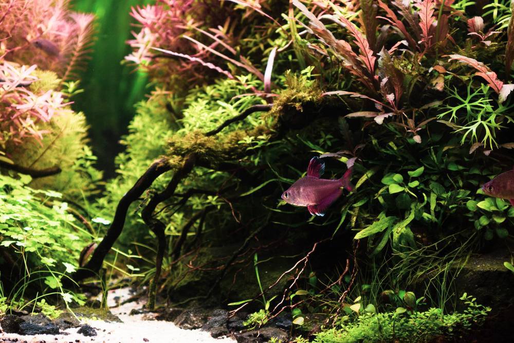 Tetra SafeStart вся правда!