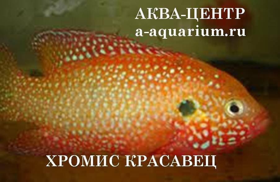 Хромис красавец - содержание, разведение, кормление в аквариуме