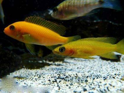 Лампрологус апельсиновый (Neolamprologus leleupi)