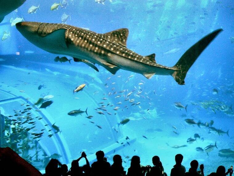 Гигантский аквариум в Японии Okinawa Churaumi Aquarium видео