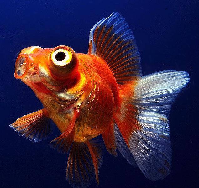 23 types of goldfish breeds: identification guide (with pictures)