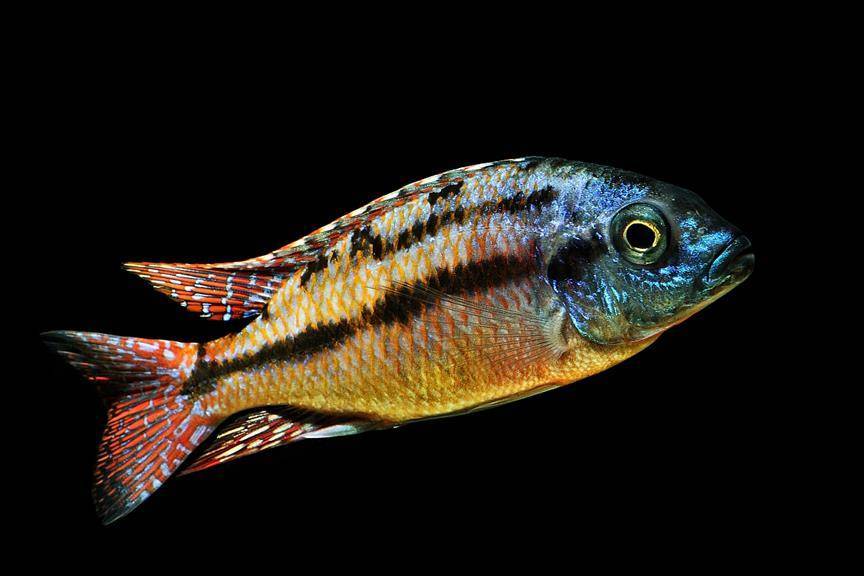 Боадзулу (nyassachromis boadzulu) » домашний аквариум
