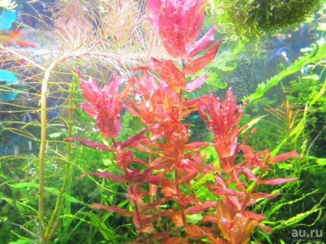 Ротала круглолистная или ротала индийская (rotala rotundifolia)