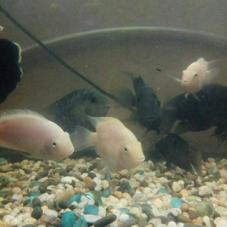 Цихлазома манагуа (parachromis managuensis)