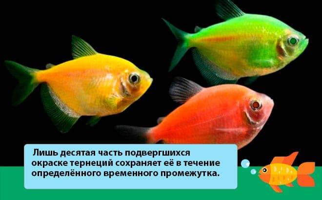Тернеция