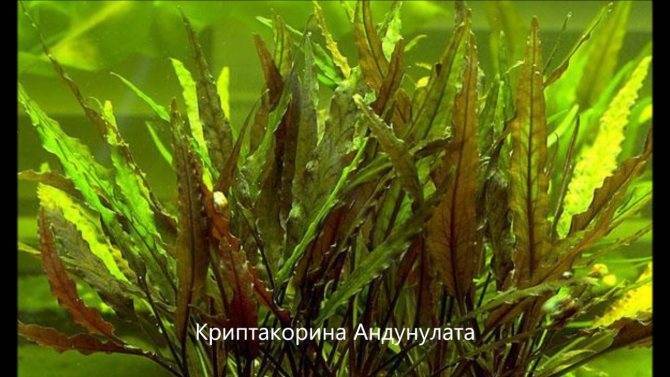 Кабомба
