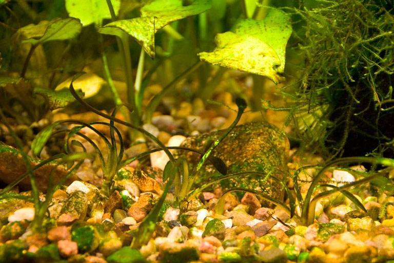 Коричневый налет в аквариуме – диатомовые водоросли!