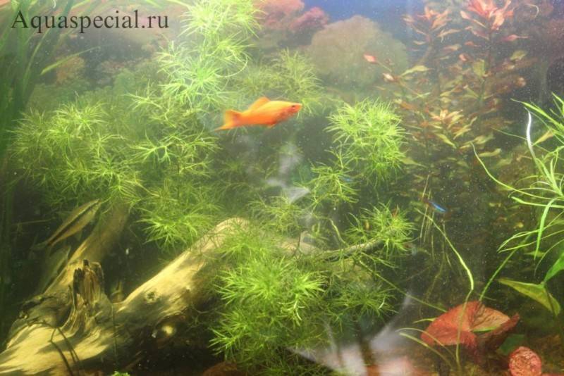 Наяс - наяда кинга или индика