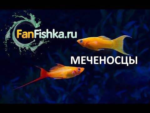 Белонтия или макропод цейлонский